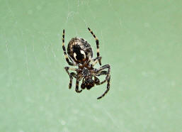 Larinioides sclopetarius / Brcken-Kreuzspinne / Familie: Araneidae - Echte Radnetzspinnen / Ordnung: Webspinnen - Araneae