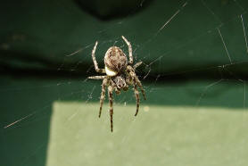 Larinioides sclopetarius / Brcken-Kreuzspinne / Familie: Araneidae - Echte Radnetzspinnen / Ordnung: Webspinnen - Araneae