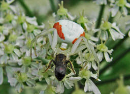 Misumena vatia / Vernderliche Krabbenspinne / Familie: Krabbenspinnen - Thomisidae / Ordnung: Webspinnen - Araneae