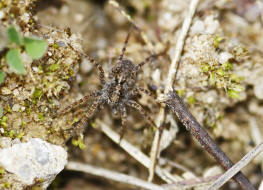Pardosa cf. hortensis / Garten-Wolfspinne / Familie: Wolfspinnen - Lycosidae / Ordnung: Webspinnen - Araneae