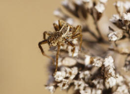 Pardosa cf. monticola / Wolfspinne / Familie: Wolfspinnen - Lycosidae / Ordnung: Webspinnen - Araneae