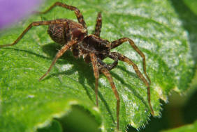 Pardosa lugubris s. str. / Trauer-Wolfspinne / Familie: Wolfspinnen - Lycosidae / Ordnung: Webspinnen - Araneae