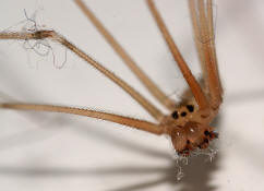 Pholcus phalangioides / Groe Zitterspinne (Mnnchen) / Webspinnen - Araneae - Zitterspinnen - Pholcidae