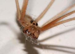 Pholcus phalangioides / Groe Zitterspinne (Mnnchen) / Webspinnen - Araneae - Zitterspinnen - Pholcidae
