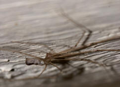 Pholcus phalangioides / Groe Zitterspinne / Webspinnen - Araneae - Zitterspinnen - Pholcidae