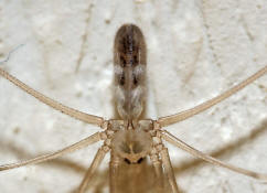 Pholcus phalangioides / Groe Zitterspinne / Webspinnen - Araneae - Zitterspinnen - Pholcidae