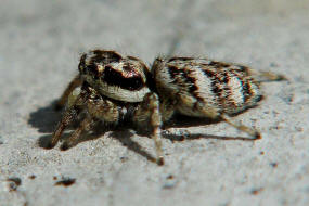 Salticus cingulatus / Springspinne / Salticidae - Springspinnen / Ordnung: Webspinnen - Araneae