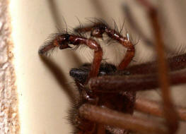 Eratigena atrica (syn. Tegenaria atrica) / Groe Winkelspinne / Hausspinne (Pedipalpen) / Trichterspinnen - Agelenidae