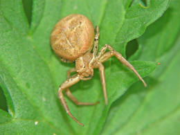 Xysticus kochi / Krabbenspinne / Familie: Krabbenspinnen - Thomisidae / Ordnung: Webspinnen - Araneae