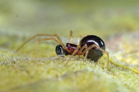 Neottiura bimaculata / Zweifleckige Kugelspinne / Kugelspinnen - Theridiidae / berfamilie: Radnetzspinnen - Araneoidea / Ordnung: Webspinnen - Araneae