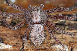 Philodromus spec. / Unbestimmte Flachstrecker / Familie: Laufspinnen - Philodromidae / Ordnung: Webspinnen - Araneae