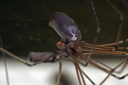 Pholcus phalangioides / Groe Zitterspinne (Copula, Paarung) / Webspinnen - Araneae - Zitterspinnen - Pholcidae