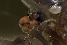 Pholcus phalangioides / Groe Zitterspinne (Copula, Paarung) / Webspinnen - Araneae - Zitterspinnen - Pholcidae