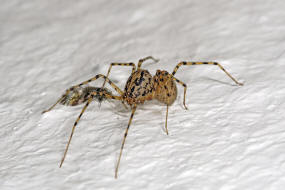 Scytodes thoracica / Speispinne / Leimschleuderspinne / Familie: Speispinnen - Scytodoidea / Ordnung: Webspinnen - Araneae