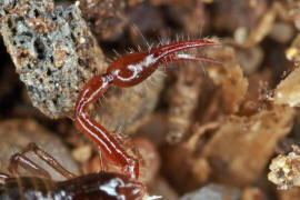 Neobisium spec. / "Moosskorpion" / Neobisiidae / Klasse: Spinnentiere - Arachnida / Ordnung: Pseudoskorpione - Pseudoscorpiones