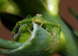 Diaea dorsata / Grüne Krabbenspinne / Familie: Krabbenspinnen - Thomisidae / Ordnung: Webspinnen - Araneae