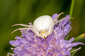 Misumena vatia / Vernderliche Krabbenspinne / Familie: Krabbenspinnen - Thomisidae / Ordnung: Webspinnen - Araneae