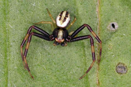 Misumena vatia / Vernderliche Krabbenspinne (Mnnchen) / Familie: Krabbenspinnen - Thomisidae / Ordnung: Webspinnen - Araneae