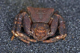 Pistius truncatus / Ohne deutschen Namen / Krabbenspinnen - Thomisidae / Ordnung: Webspinnen - Araneae