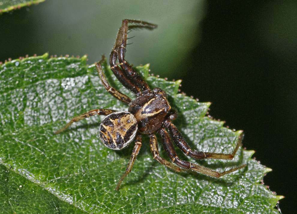 Xysticus cristatus / Ohne deutschen Namen / Krabbenspinnen - Thomisidae / Ordnung: Webspinnen - Araneae