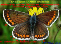 Aricia agestis / Kleiner Sonnenröschen-Bläuling / Tagfalter - Bläulinge - Lycaenidae