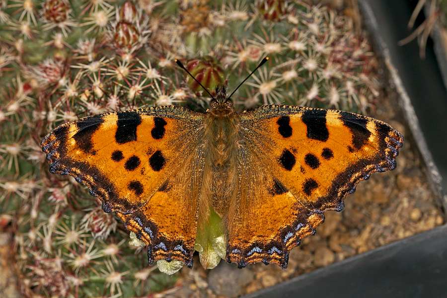 Nymphalis polychloros / Großer Fuchs / Tagfalter - Edelfalter - Nymphalidae