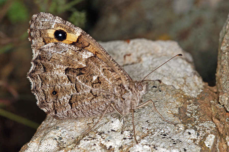 Hipparchia senthes / Mittelmeer-Waldportier / engl.: Balkan-Grayling / Tagfalter - Edelfalter - Nymphalidae - Augenfalter - Satyrinae