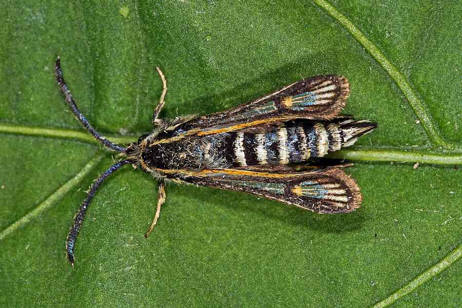 Bembecia albanensis / Hauhechel-Glasflügler / Glasflügler - Sesiidae - Sesiinae - Synanthedonini