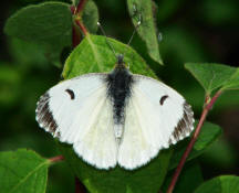 Anthocharis cardamines / Aurorafalter / Tagfalter - Weißlinge - Pieridae- Pierinae (Weibchen)