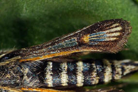Bembecia albanensis / Hauhechel-Glasflügler / Glasflügler - Sesiidae - Sesiinae - Synanthedonini