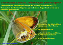 Coenonympha arcania / Weißbindiges Wiesenvögelein / Bestimmungshilfe