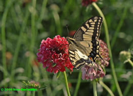 Papilio machaon / Schwalbenschwanz / Tagfalter - Ritterfalter - Papilionidae