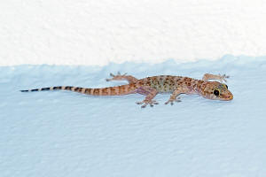 Hemidactylus turcicus / Europäischer Halbfinger / Geckos - Gekkonidae / Ordnung: Schuppenkriechtiere - Squamata