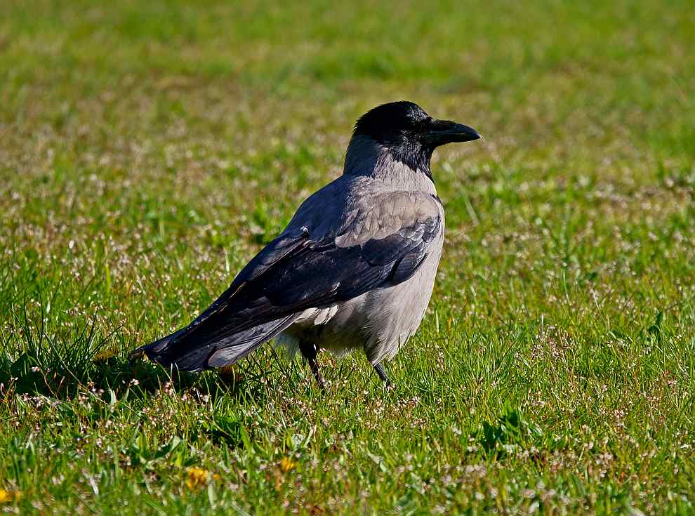 Corvus cornix / Nebelkrähe / Rabenvögel - Corvidae / Ordnung: Sperlingsvögel - Passeriformes