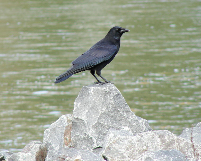 Corvus corone / Rabenkrähe / Rabenvögel - Corvidae / Ordnung: Sperlingsvögel - Passeriformes