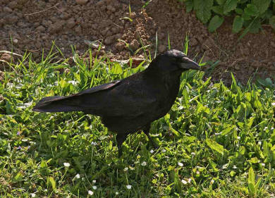 Corvus corone / Rabenkrähe / Rabenvögel - Corvidae / Ordnung: Sperlingsvögel - Passeriformes
