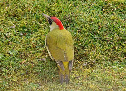 Picus viridis / Grünspecht