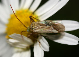 Adelphocoris lineolatus / Gemeine Zierwanze / Weichwanzen - Miridae (Mnnchen)