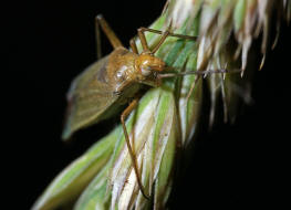 Calocoris affinis / Grne Distelwanze / Weichwanzen - Miridae