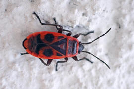 Pyrrhocoris apterus / Gemeine Feuerwanze / Feuerwanzen - Pyrrhocoridae