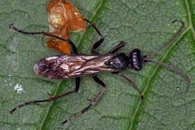 Arachnospila spec. / Wegwespe / Wegwespen - Pompilidae / Überfamilie: Vespoidae