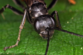 Arachnospila spec. / Wegwespe / Wegwespen - Pompilidae / Überfamilie: Vespoidae