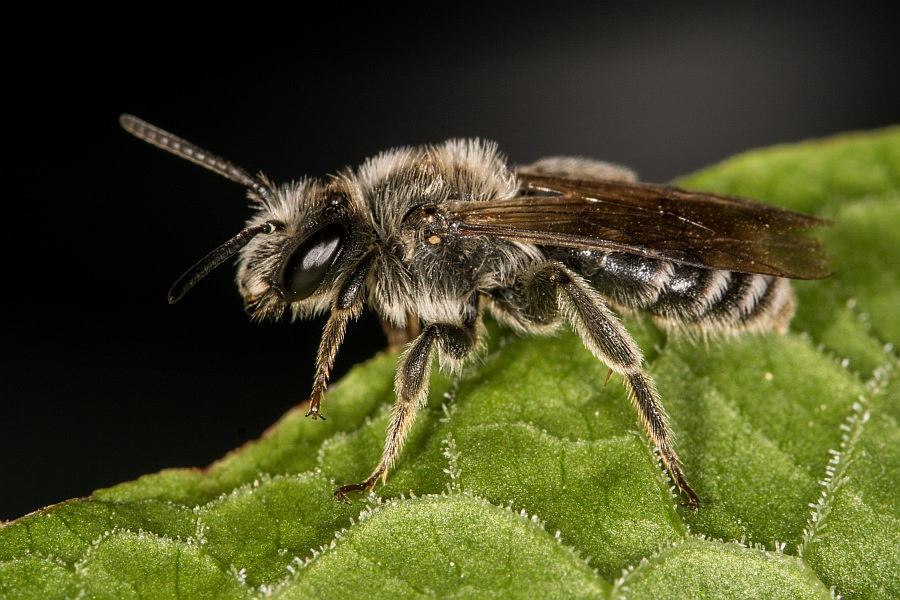 Andrena (Lepidandrena) pandellei / Graue Schuppensandbiene / Andrenidae (Sandbienenartige) / Hautflügler - Hymenoptera