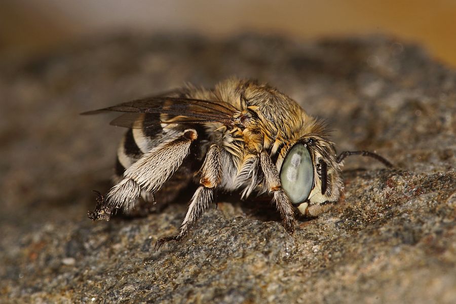 Amegilla albigena (Lepeletier, 1841) / Apidae (Echte Bienen) / Ordnung: Hautflügler - Hymenoptera