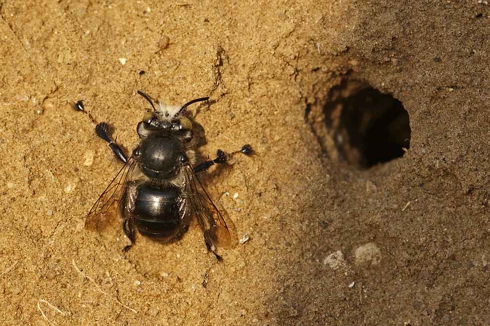 Anthophora dispar Lepeletier, 1841 / Apidae (Echte Bienen) / Ordnung: Hautflügler - Hymenoptera