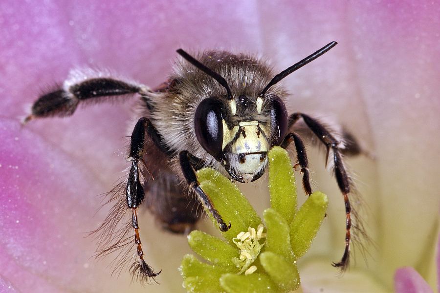 Anthophora plumipes / Frühlings-Pelzbiene  (Männchen) / Apinae (Echte Bienen) / Ordnung: Hautflügler - Hymenoptera