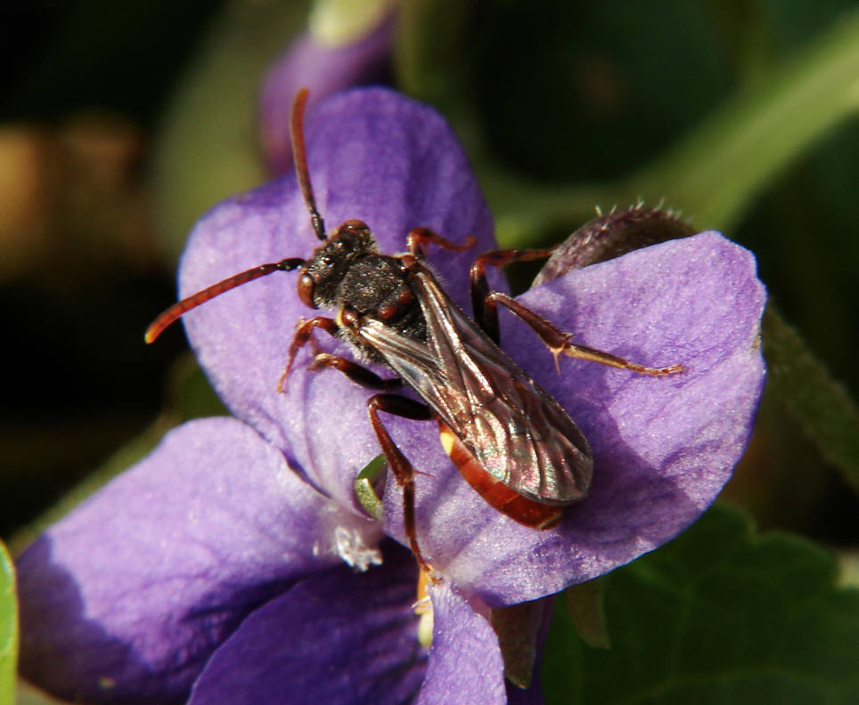 Nomada ferruginata / Wespenbiene / Apinae (Echte Bienen) / Ordnung: Hautflügler - Hymenoptera