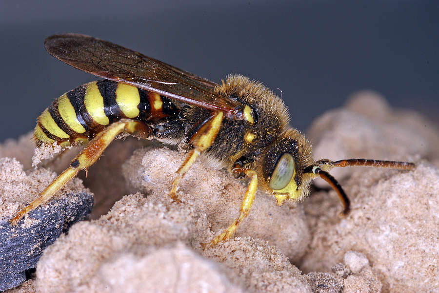 Nomada succincta / Gegürtete Wespenbiene / Apinae (Echte Bienen) / Ordnung: Hautflügler - Hymenoptera