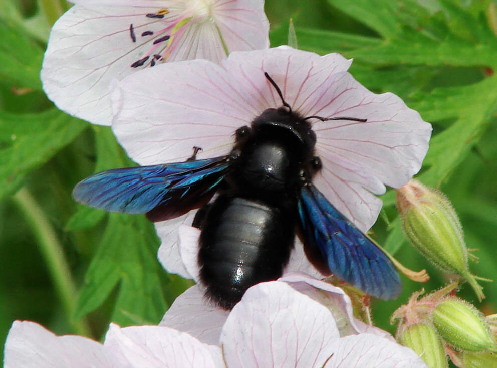 Xylocopa violacea / Blauschwarze Holzbiene / Apidae - Echte Bienen / Hautflügler - Hymenoptera