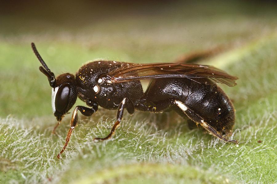 Hylaeus nigritus / Rainfarn-Maskenbiene / Colletinae - "Seidenbienenartige" / Ordnung: Hautflügler - Hymenoptera